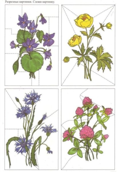 Полевые цветы для детей