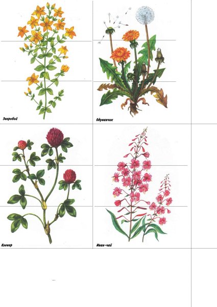 Полевые цветы для детей