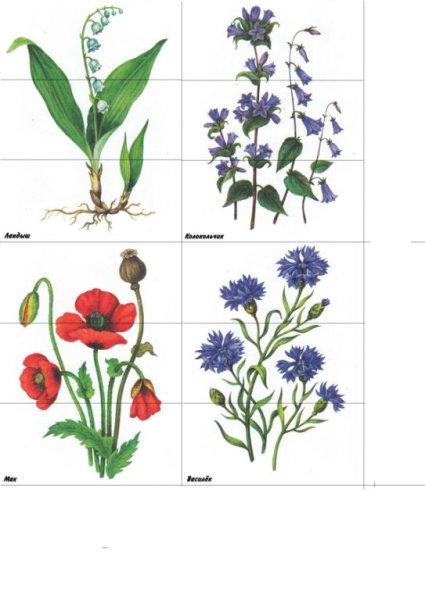 Полевые и садовые цветы