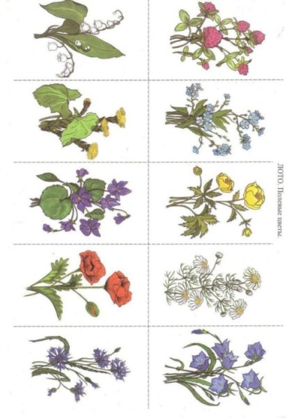 Вохринцева полевые цветы