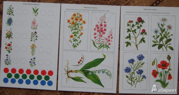 Лесные и полевые цветы дидактический материал