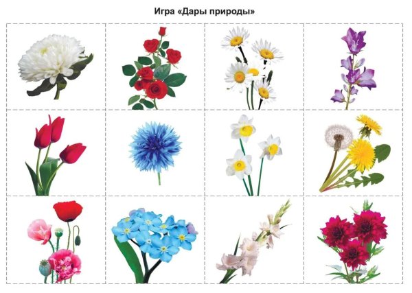 Садовые цветы для дошкольников