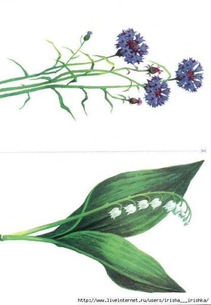 Полевые цветы Нищева