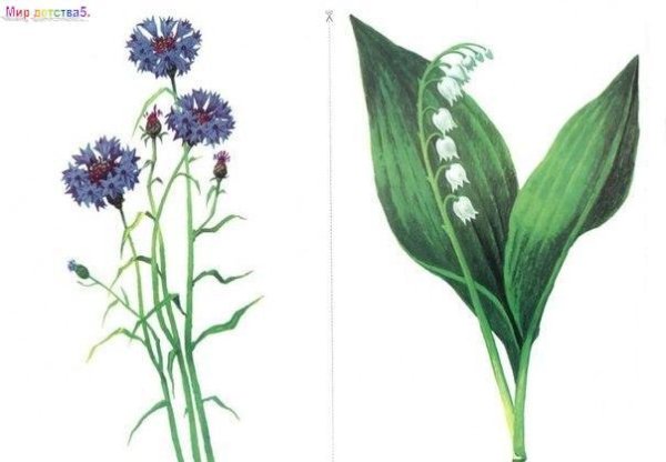 Картинки полевых цветов для детей