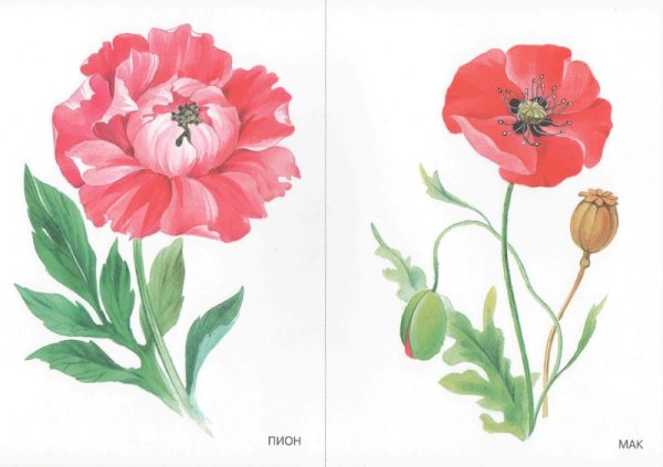 Садовые цветы для детей