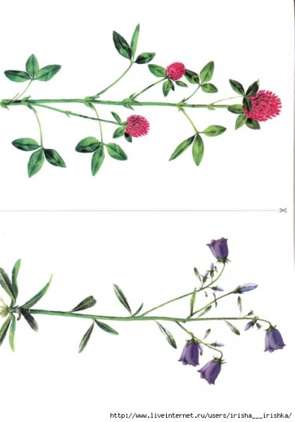 Полевые растения демонстрационный материал