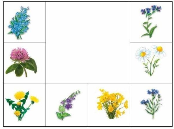 Лото луговые полевые садовые цветы