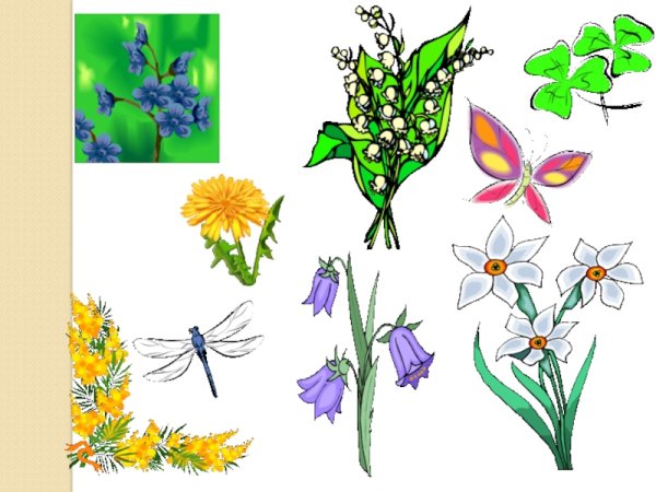 Полевые цветы для дошкольников