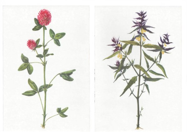 Садовые полевые луговые цветы