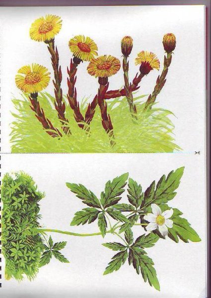 Карточки растения для детей