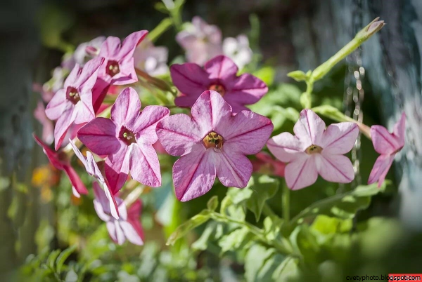 Табак душистый Луневский