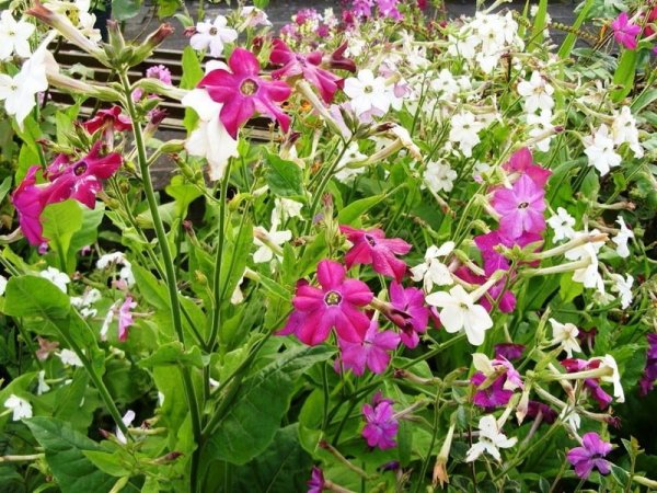Табак душистый Nicotiana suaveolens