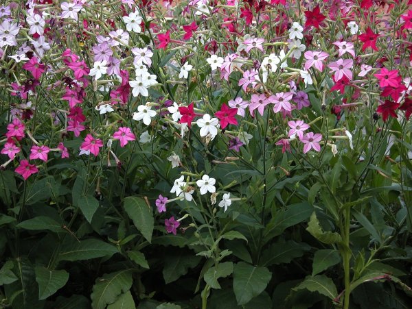 Табак душистый Nicotiana suaveolens