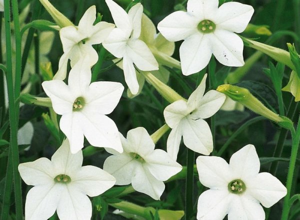 Табак душистый (Nicotiana alata)