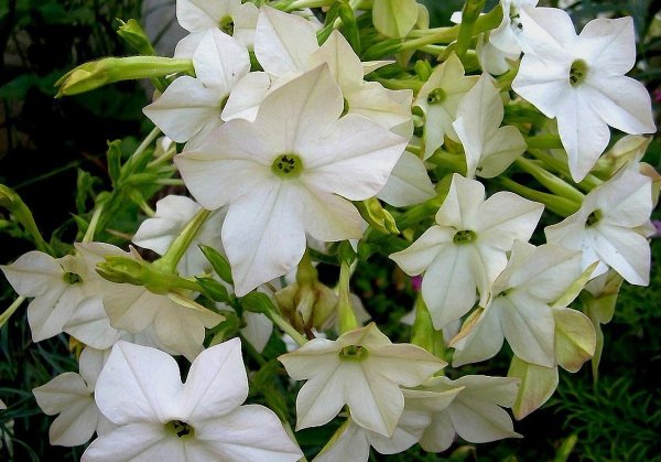 Табак крылатый (Nicotiana alata)
