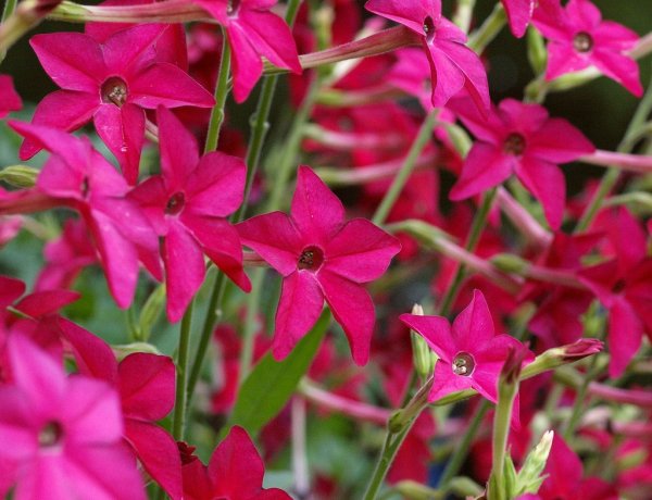 Табак душистый Сенсейшн