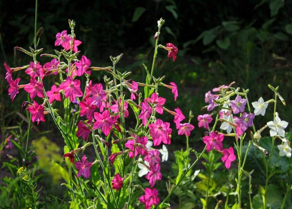 Табак крылатый (Nicotiana alata)