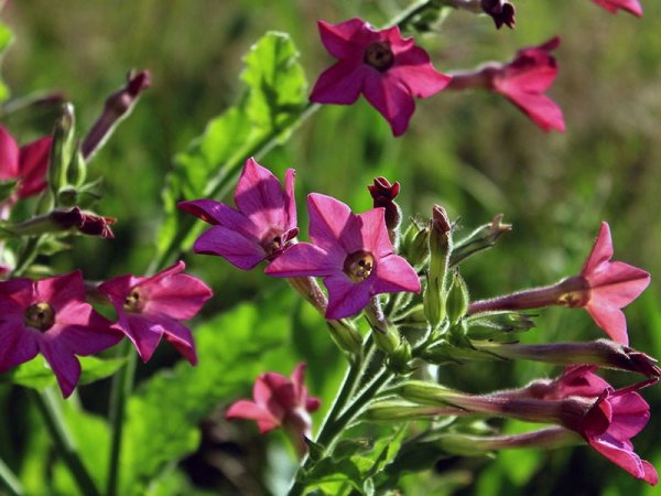 Табак крылатый Саратога микс