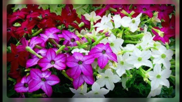 Табак душистый сенсейшен