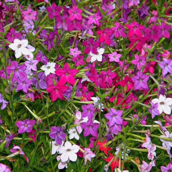 Табак душистый Сенсейшн микс