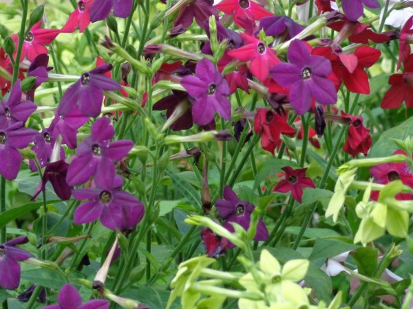 Табак крылатый (Nicotiana alata)