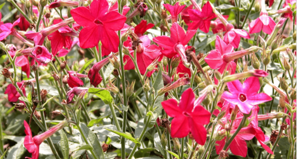 Табак душистый (Nicotiana alata)