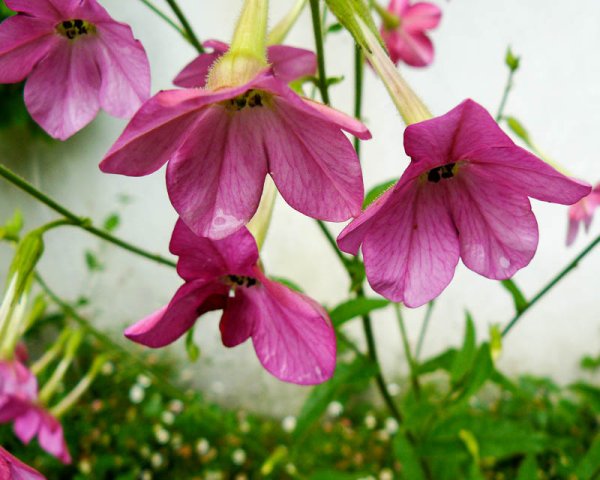 Душистый табак цветение