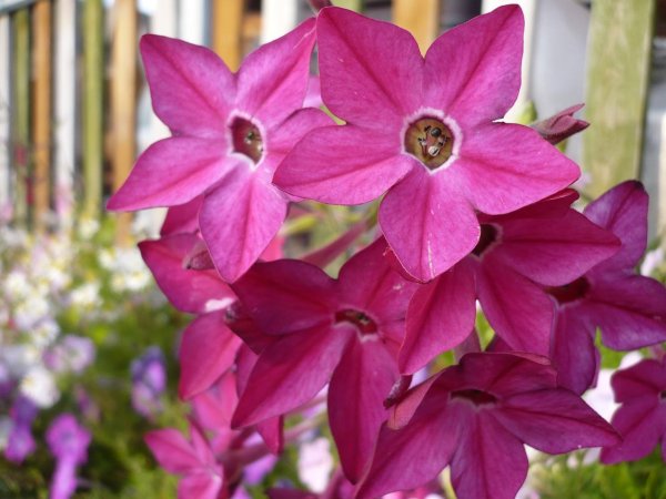 Табак душистый Сенсейшн микс