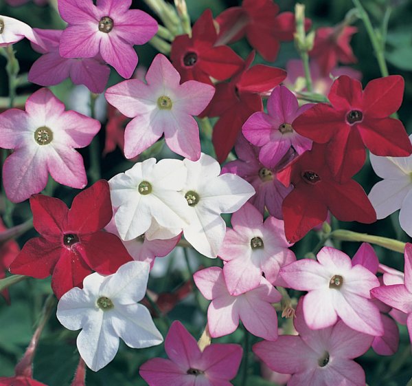 Табак душистый (Nicotiana alata)