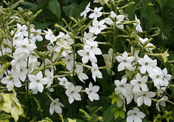 Табак душистый сенсейшен