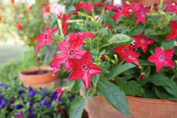 Табак душистый Сенсейшн микс