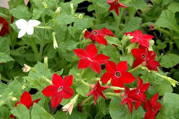 Табак душистый сенсейшен микс