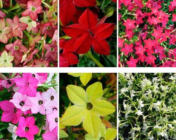 Табак крылатый (Nicotiana alata)