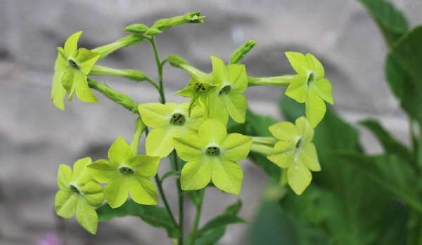 Табак крылатый (Nicotiana alata)