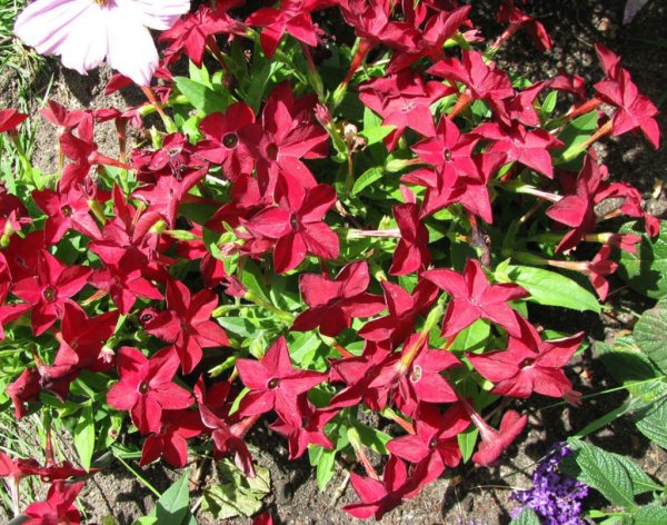 Табак крылатый (Nicotiana alata)