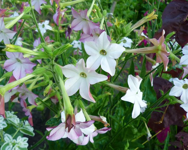 Табак душистый сенсейшен микс