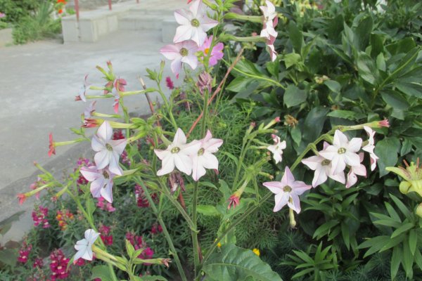 Табак душистый Сенсейшн микс