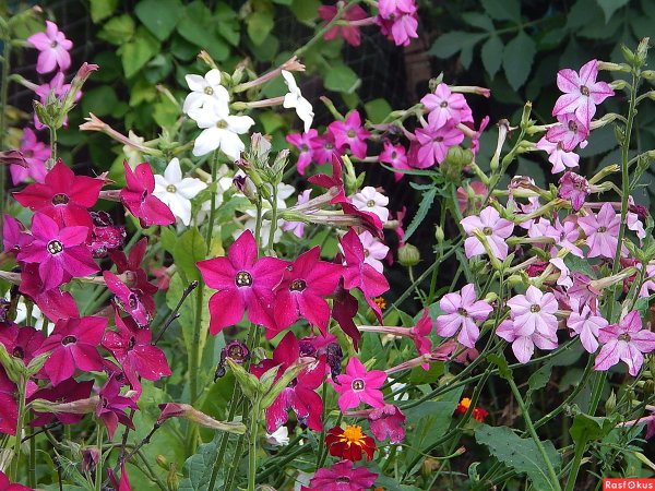 Табак крылатый (Nicotiana alata)