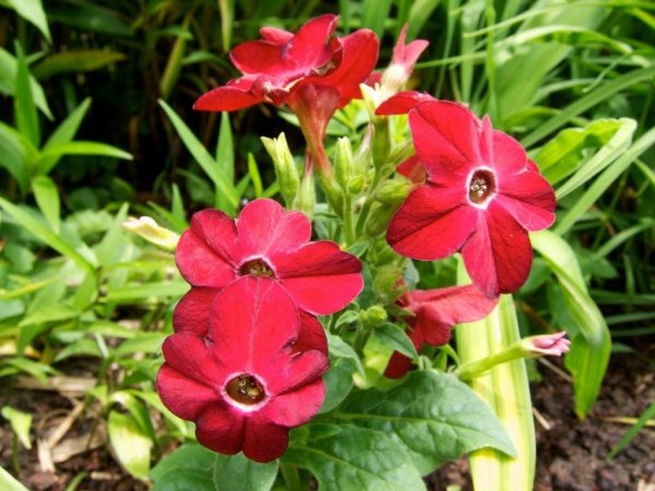 Душистый табак Саратога