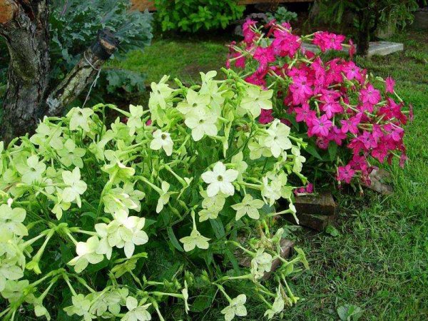 Табак душистый Саратога лайм