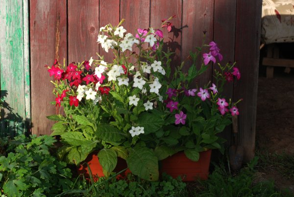 Табак душистый Сенсейшн микс