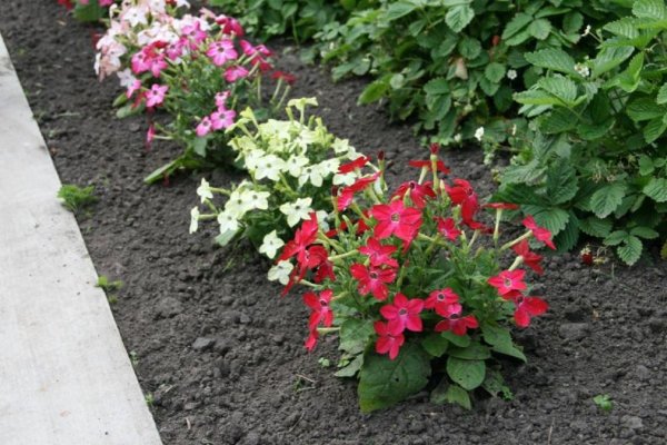 Табак душистый латынь