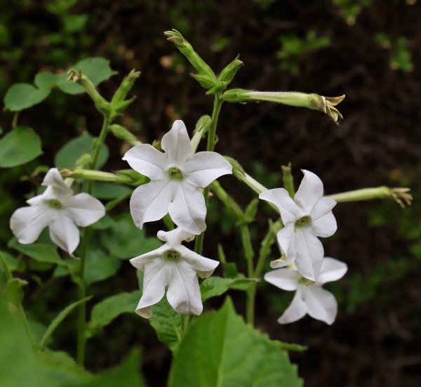Табак крылатый Саратога микс