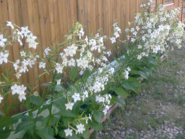 Душистый табак Саратога