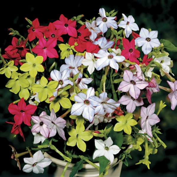 Табак душистый