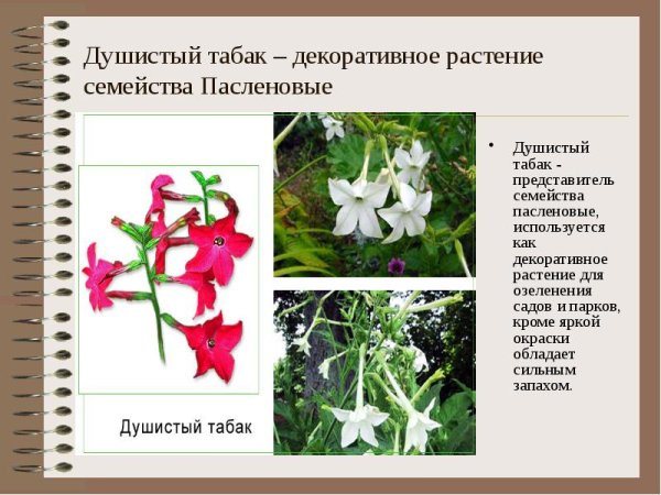 Табак крылатый Сандер