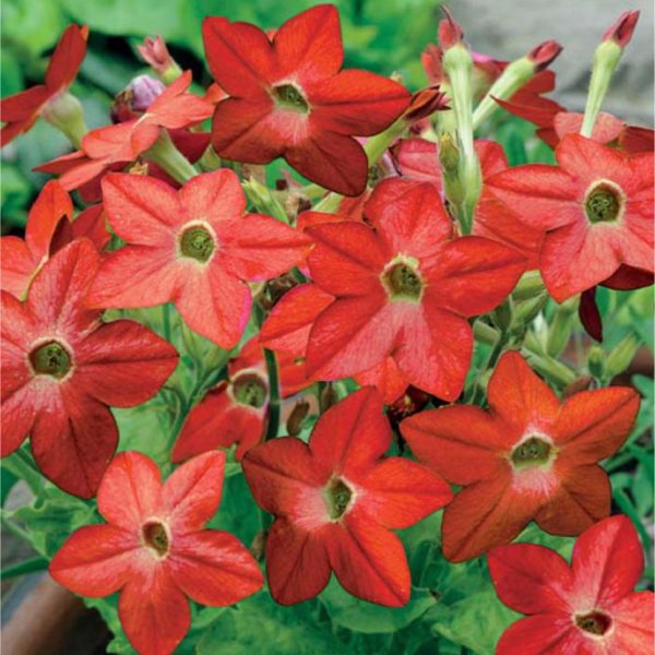 Душистый табак Тодес