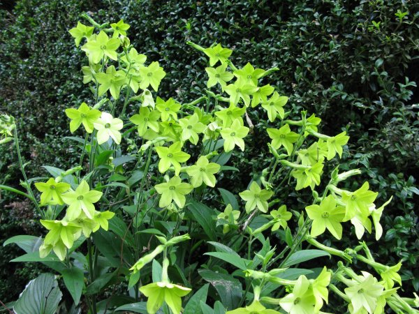 Nicotiana mutabilis
