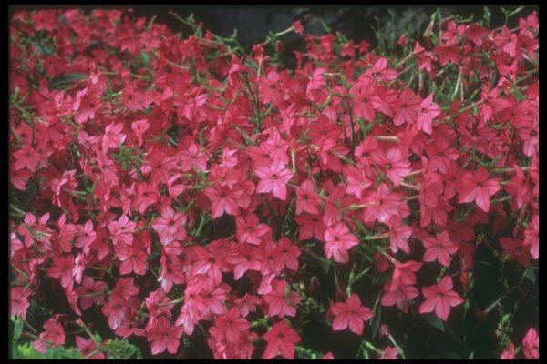 Душистый табак Саратога