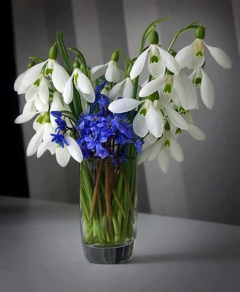 Первоцветы (подснежники, крокусы, гиацинты).